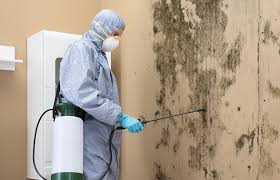 Best Basement Mold Removal  in Malakoff, TX